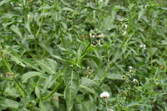 Gymnocoronis spilanthoides