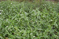 Gymnocoronis spilanthoides