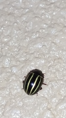 Doryphorina