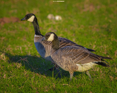 Cackling Goose photo 4