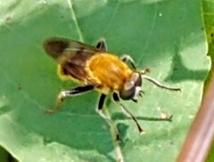 Pterallastes thoracicus