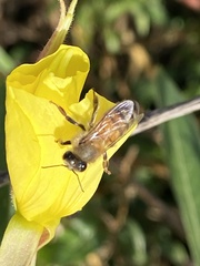 Apis mellifera