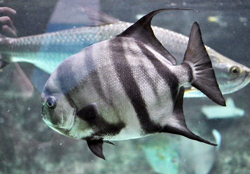 Atlantic Spadefish