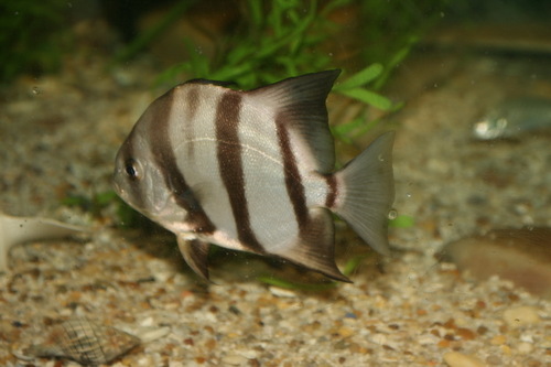Atlantic Spadefish