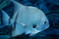 Atlantic Spadefish photo 2