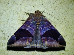 Bastilla