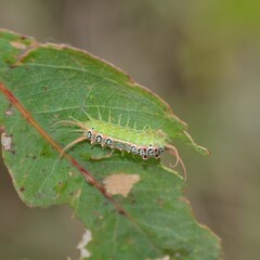 Doratifera quadriguttata
