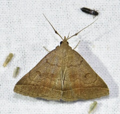 Zanclognatha lunalis