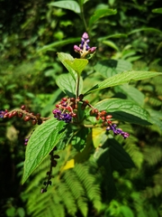 Polygalaceae