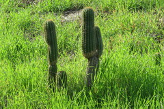 Trichocereus spachianus