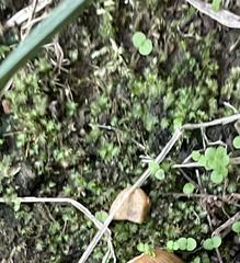 Fissidens bryoides