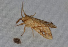 Lophocampa bicolor