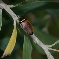 Ellipsidion reticulatum