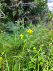 Ranunculus plebeius