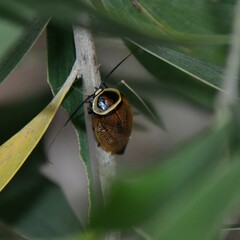 Ellipsidion reticulatum