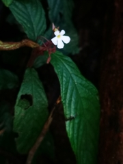 Gesneriaceae