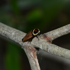 Ellipsidion reticulatum