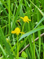 Ranunculus plebeius