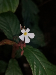 Gesneriaceae