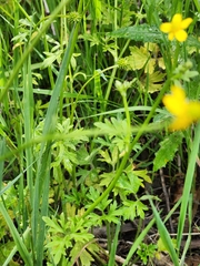 Ranunculus plebeius