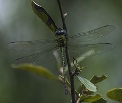 Coryphaeschna adnexa