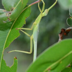 Podacanthus viridiroseus