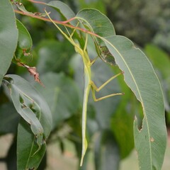 Podacanthus viridiroseus