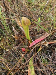 Sarracenia minor