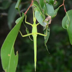 Podacanthus viridiroseus