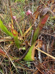 Sarracenia minor