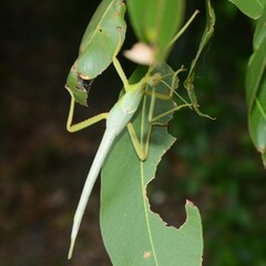 Podacanthus viridiroseus