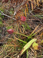 Sarracenia minor