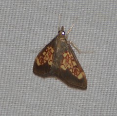 Pyrausta retidiscalis