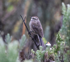 Leptasthenura andicola