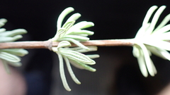 Lavandula