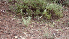 Lavandula