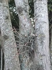Tillandsia schiedeana