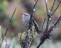 Leptasthenura andicola