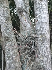 Tillandsia schiedeana