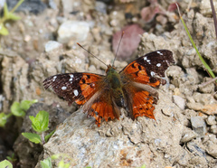Hypanartia kefersteini