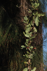 Membracidae