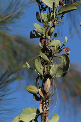 Membracidae