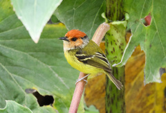 Poecilotriccus ruficeps