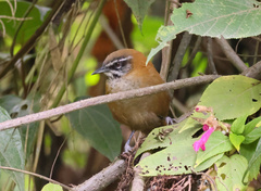 Pheugopedius euophrys
