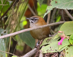 Pheugopedius euophrys