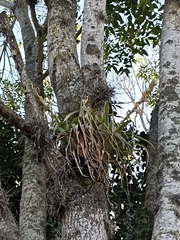 Tillandsia belloensis