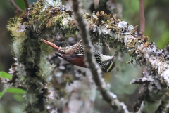 Margarornis squamiger