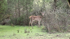 Cervus elaphus