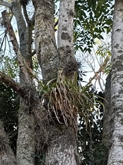 Tillandsia belloensis