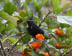 Cacicus chrysonotus